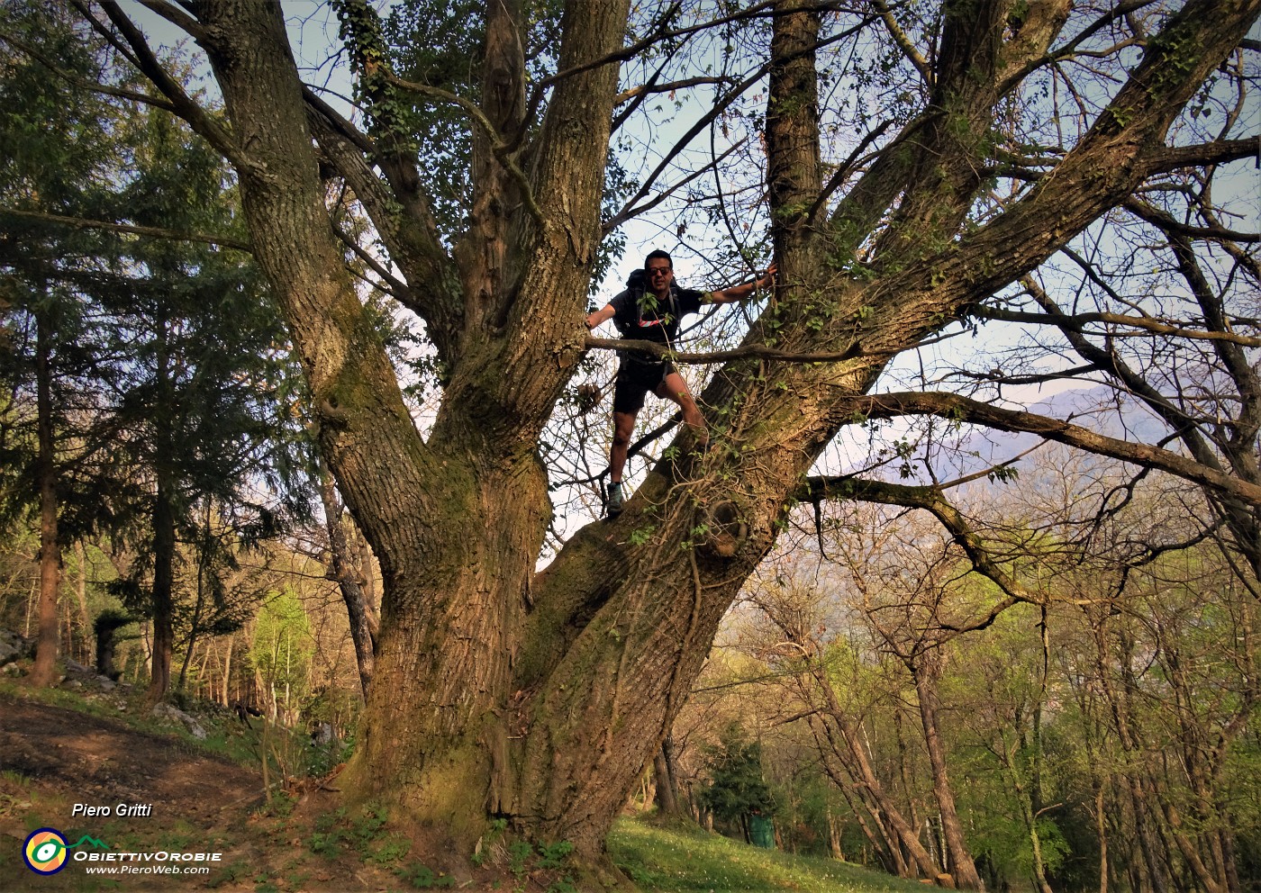 03 Bello arrampicare su secolari castagni, carichi di vita e di storia!.JPG -                                